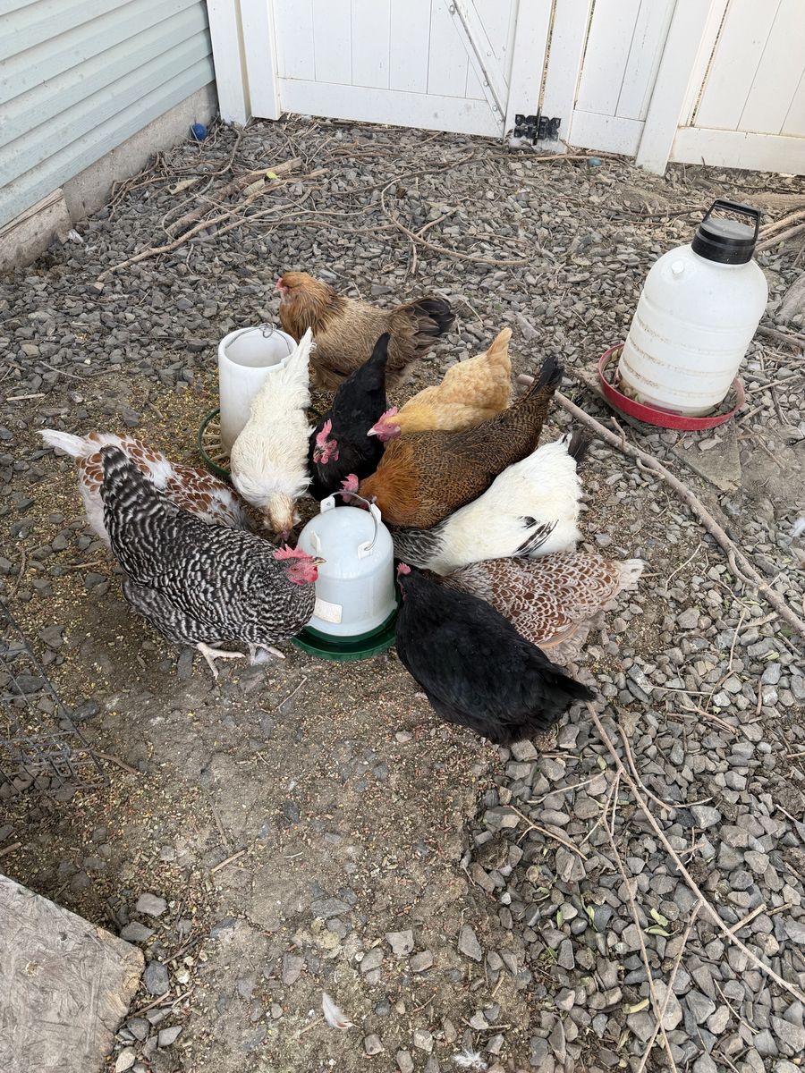 11 Laying Hens 