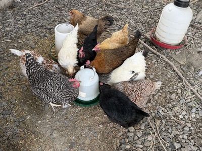 11 Laying Hens