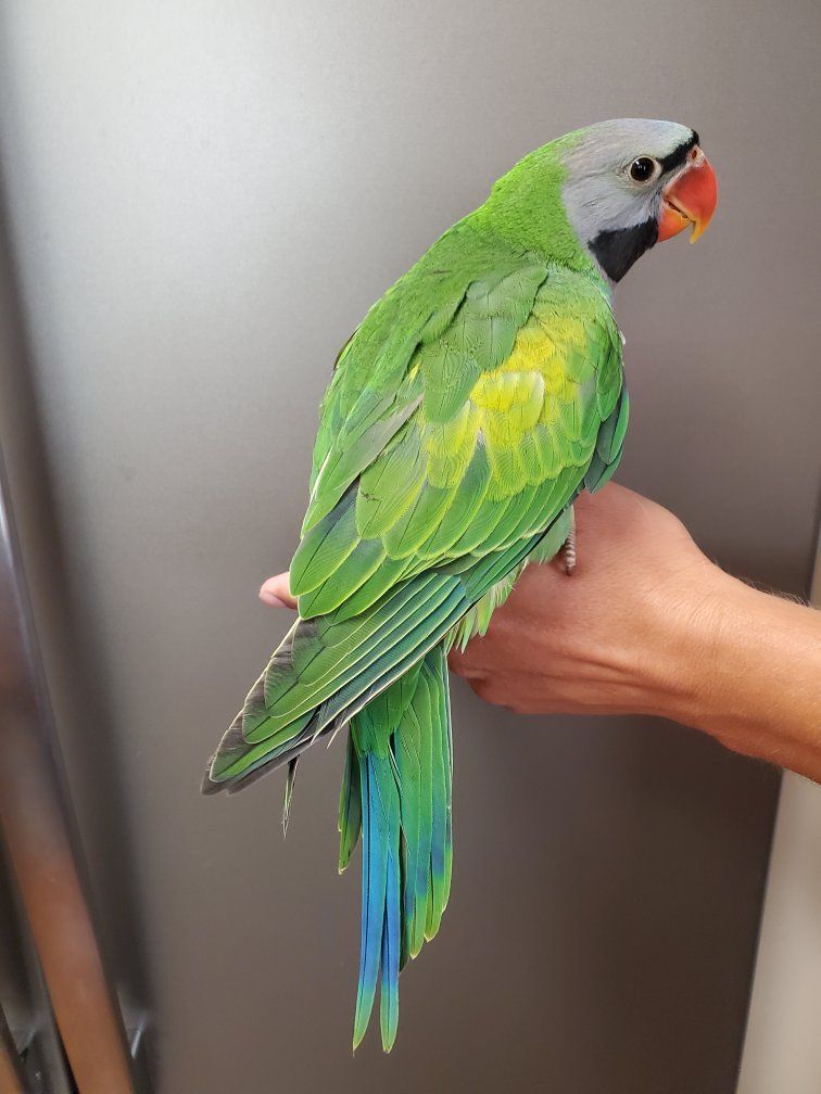 8 week old hand-fed Derbyan