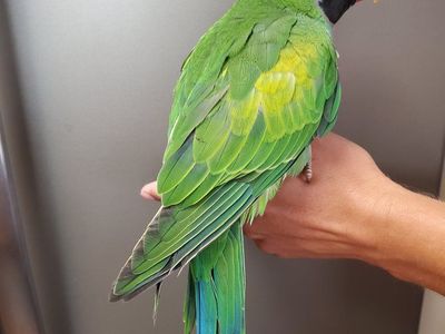 8 week old hand-fed Derbyan