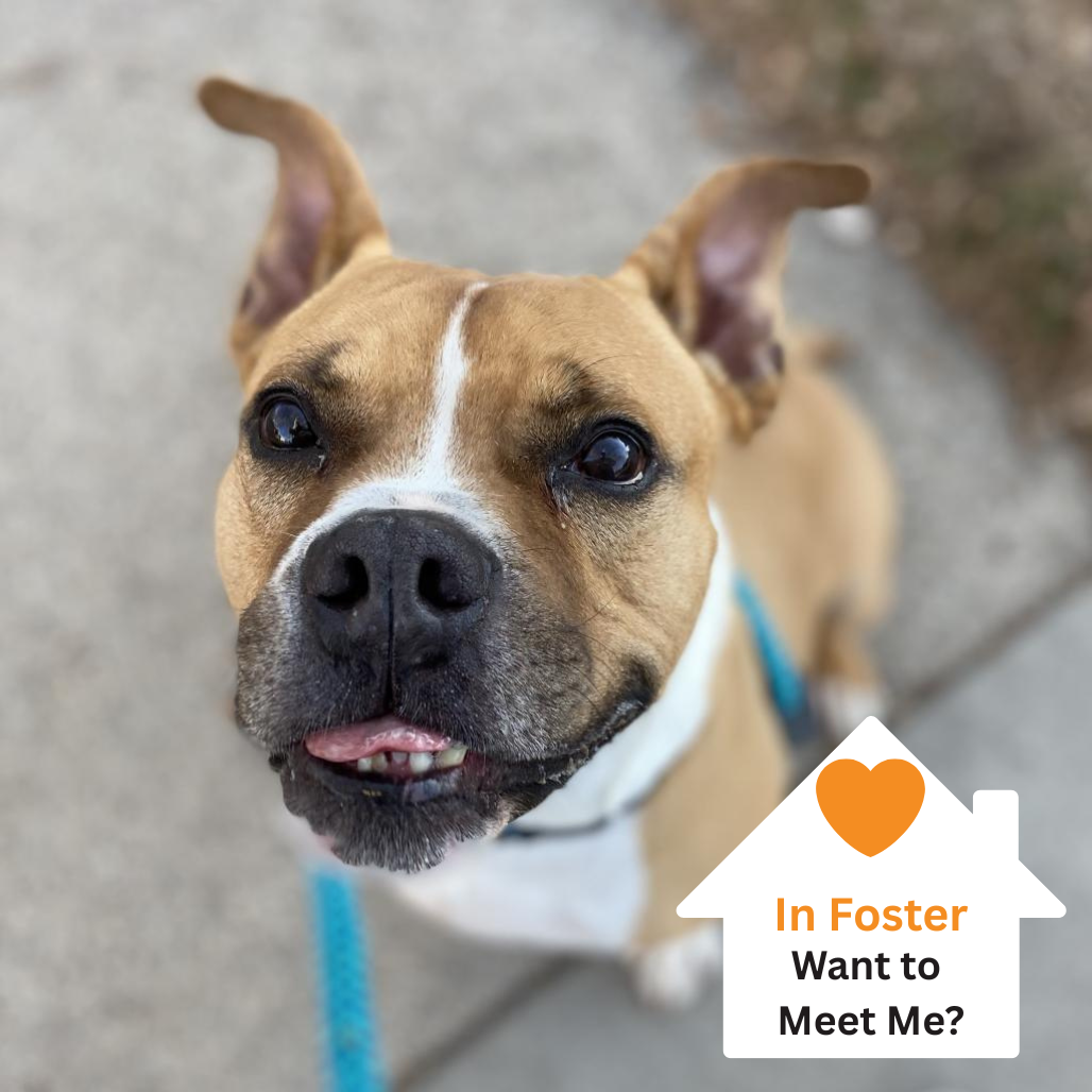 Hello my name is Zeus