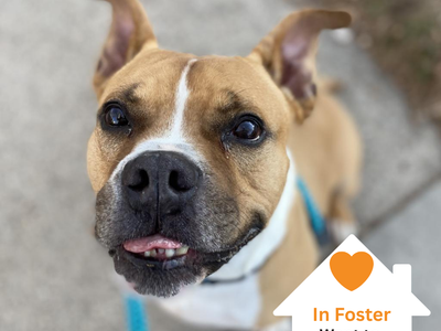 Hello my name is Zeus