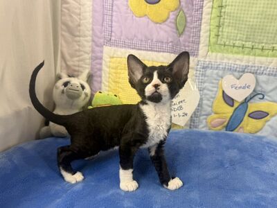 Devon Rex Kittens $2200ea.
