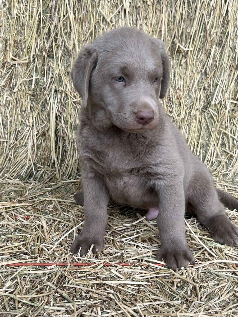 Adorable Male Silver Labrador Retriever Puppy