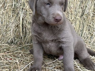 Adorable Male Silver Labrador Retriever Puppy