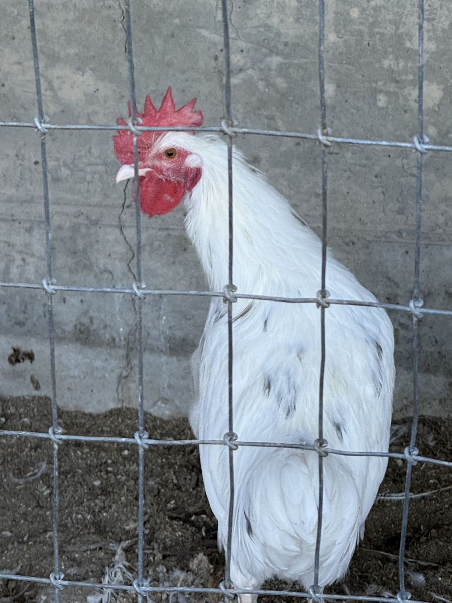 Free Rooster