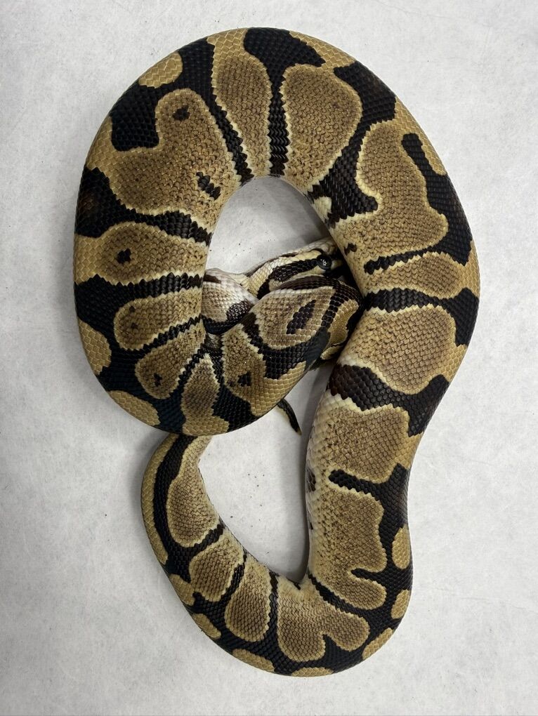 Het VPI Het Pied 66% Het Hypo