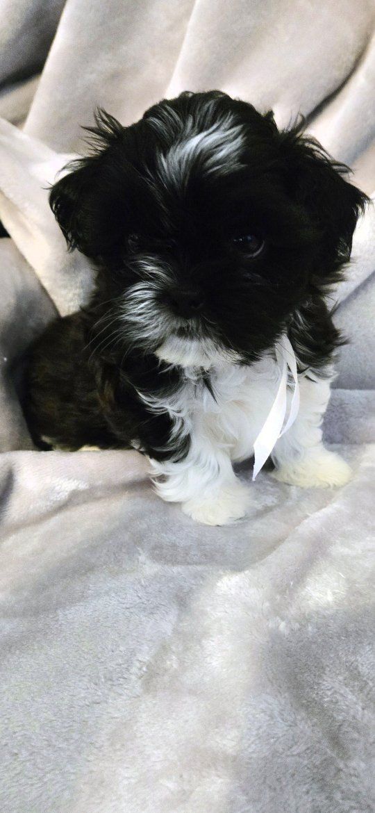 Adorable Shih Tzu Puppy - Black and White, Playful Companion, Ready for Forever Home!   $400 0r better offer