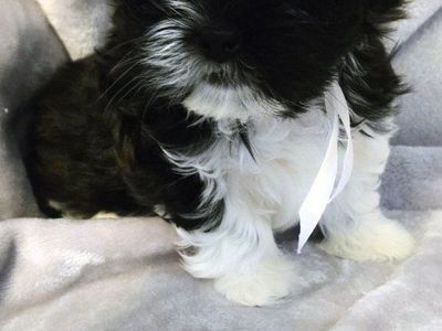 Adorable Shih Tzu Puppy - Black and White, Playful Companion, Ready for Forever Home! $400 0r better offer