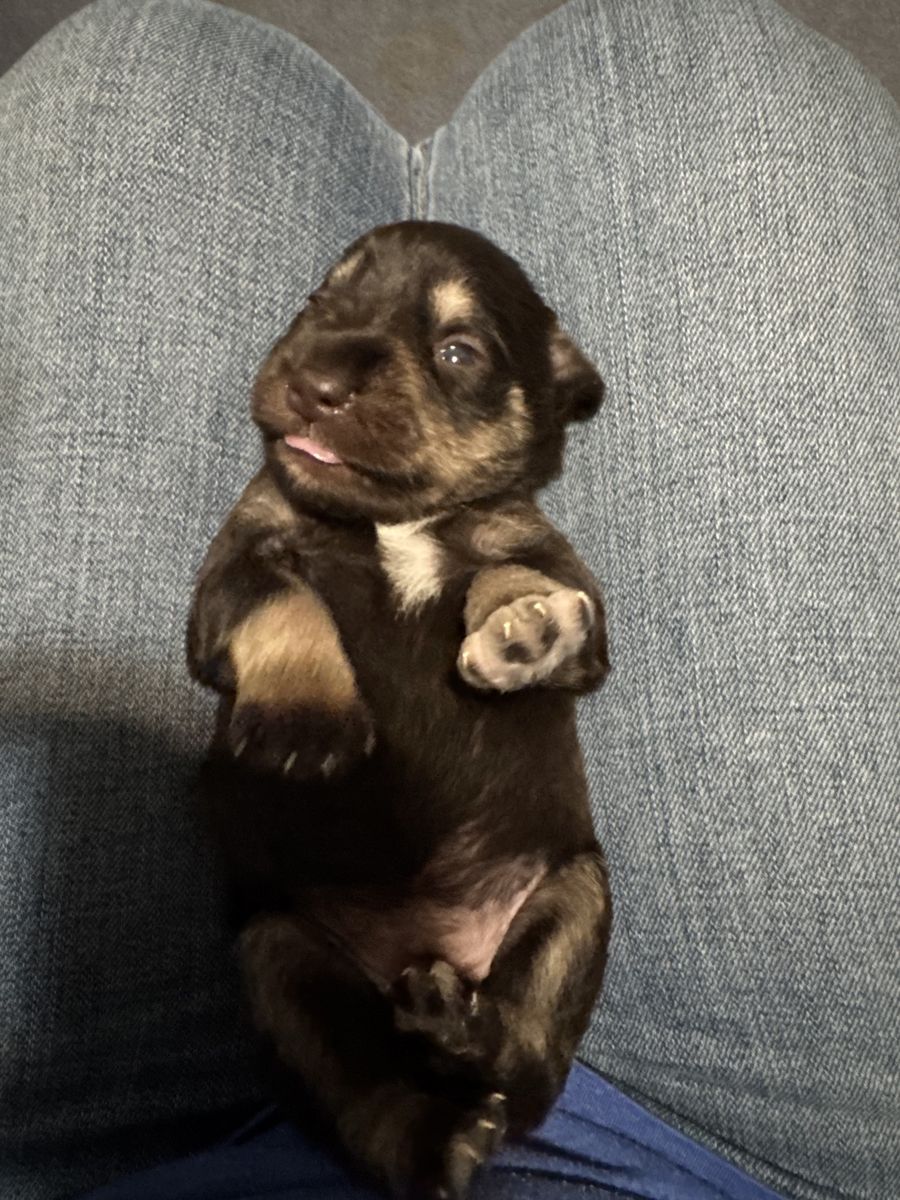 Miniature Schnauzer Puppies