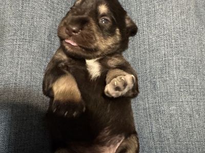Miniature Schnauzer Puppies