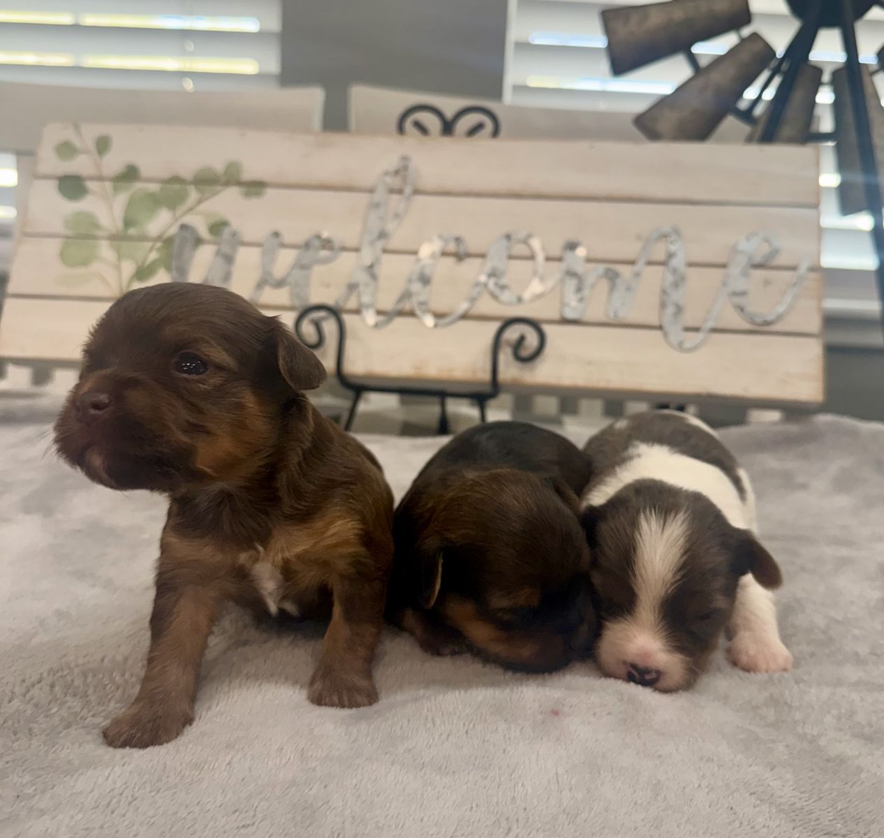 Purebred Yorkie Puppies