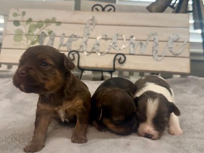 Purebred Yorkie Puppies