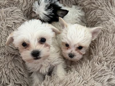 Adorable Little 3/4 Yorkie 1/4 Maltese Yorkies
