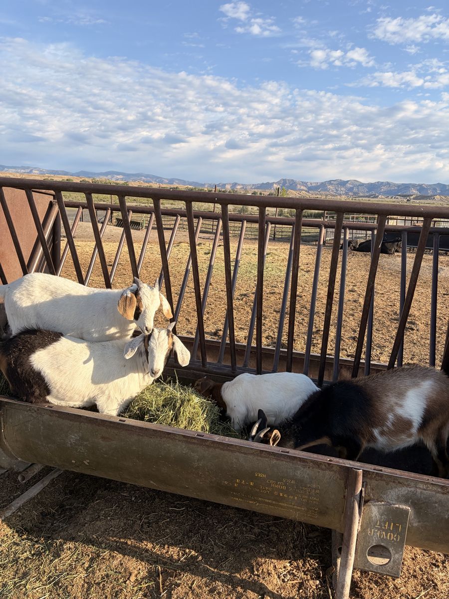 Goats