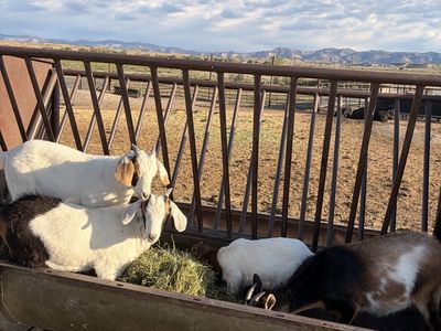 Goats