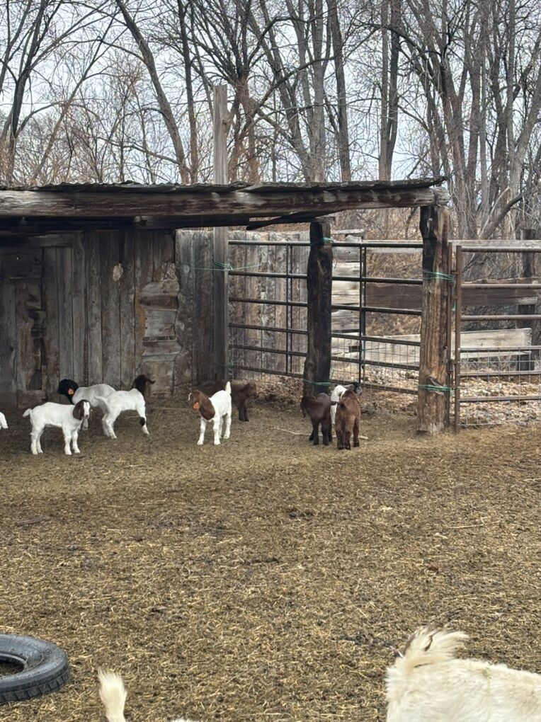 Boar Kids/ Baby Goats