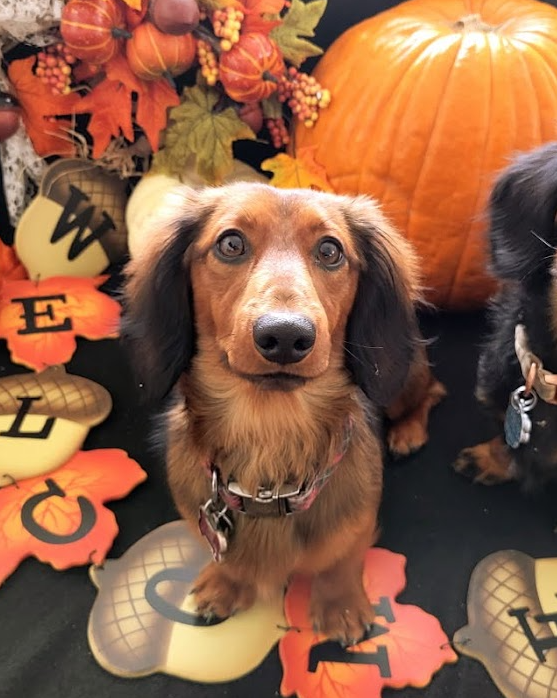 Proven Red Sable Mini Dachshund Stud Service – $400