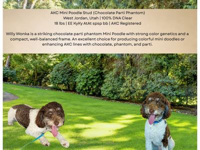 Willy Wonka - AKC Mini Poodle Stud, 18 lbs, Chocolate Parti Phantom, DNA Clear