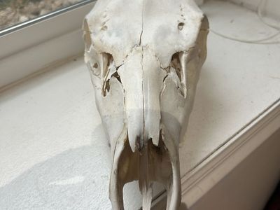 REAL Elk skull w/teeth 16" x 7"