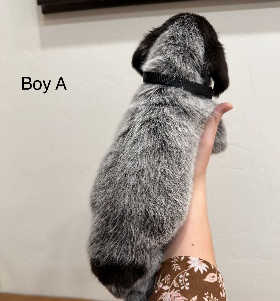 German Wirehaired Pointers