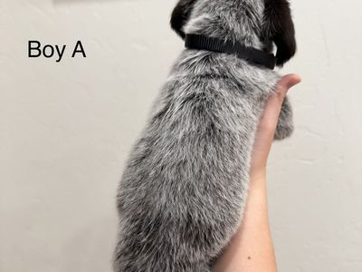 German Wirehaired Pointers