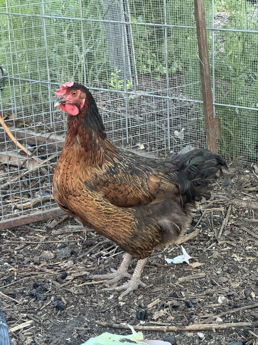 Laying Black Star Hen