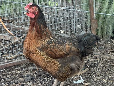 Laying Black Star Hen