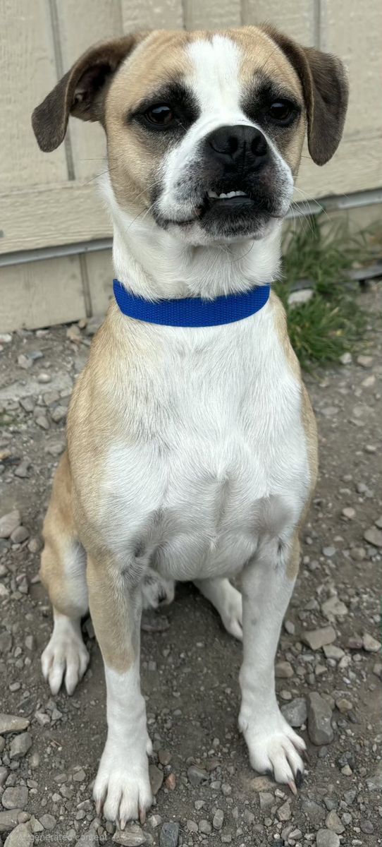 Franklin- Pug or Tiny Boxer?