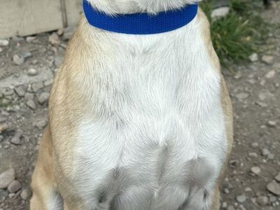 Franklin- Pug or Tiny Boxer?