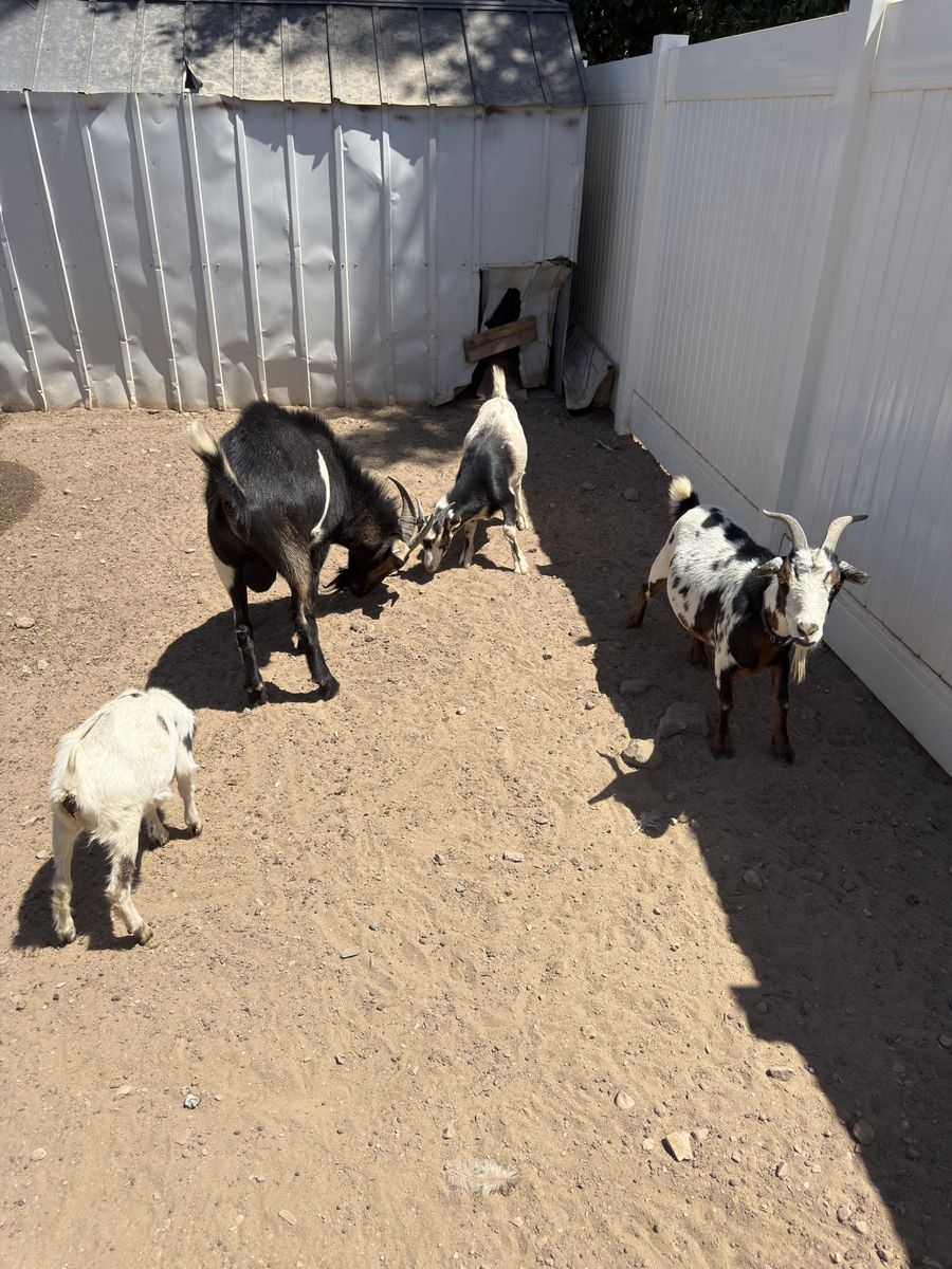 Herd of 4 Goats - Mixed Breeds, Varying Ages - Perfect for Farm or Pet