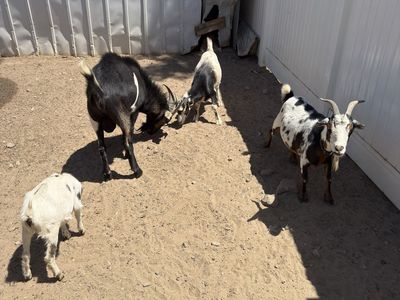 Herd of 4 Goats - Mixed Breeds, Varying Ages - Perfect for Farm or Pet