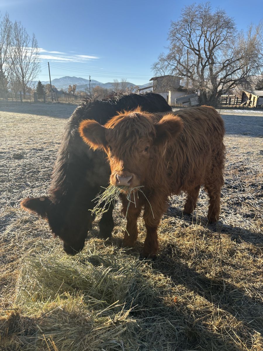 2 year old highland heifer