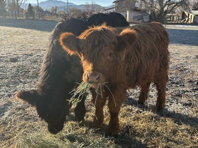 2 year old highland heifer