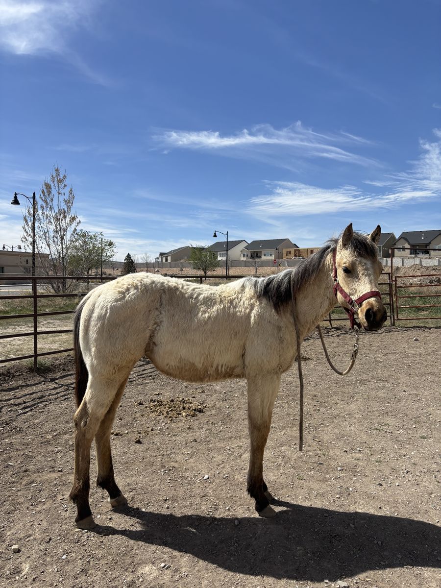 AQHA Buckskin Filly