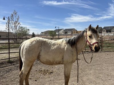 AQHA Buckskin Filly