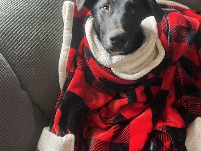 Hello my name is Dobby