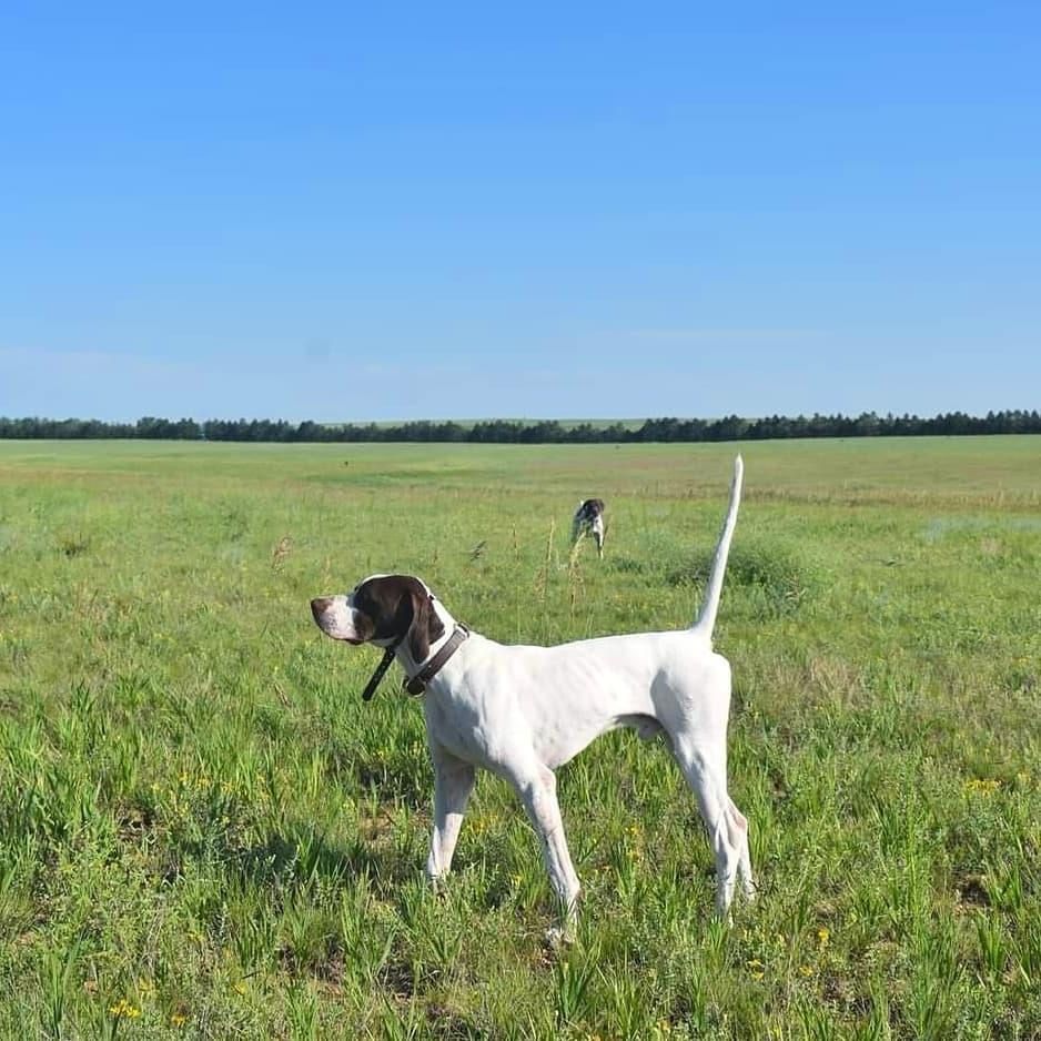 English Pointer Puppies Available May 21,2026