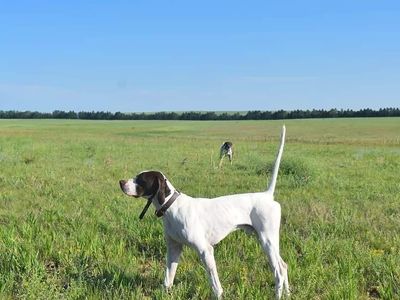 English Pointer Puppies Available May 21,2026