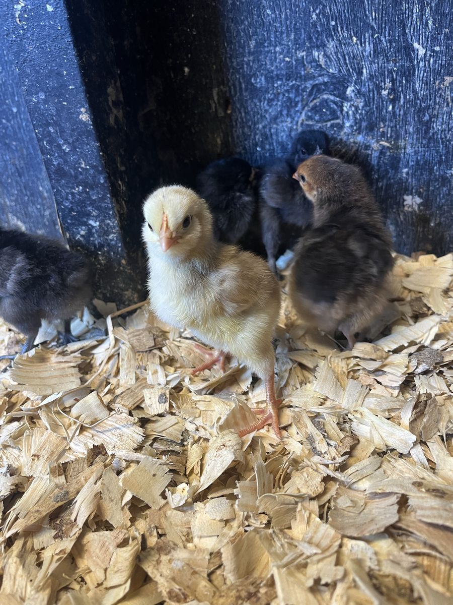 Chicks