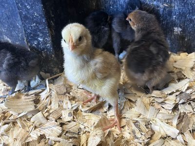 Chicks