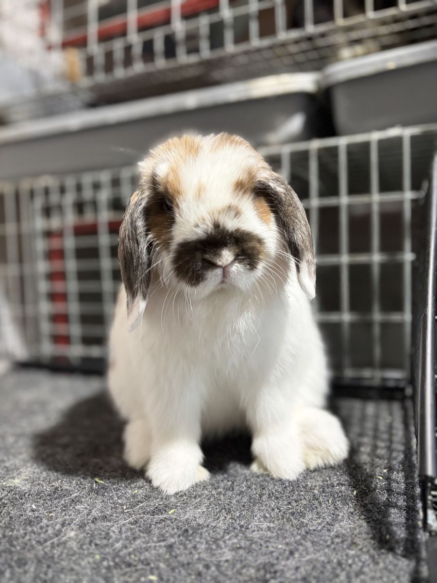 Holland Lop Doe