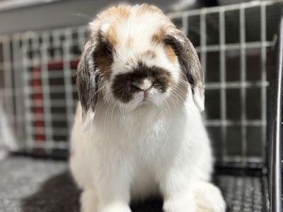 Holland Lop Doe