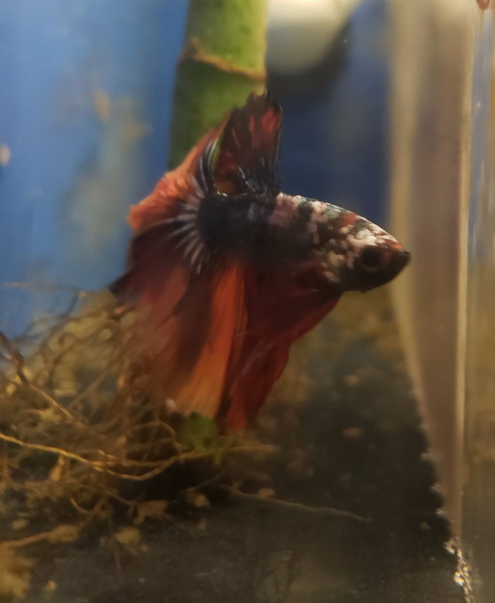 Import halfmoon Betta