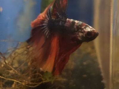 Import halfmoon Betta