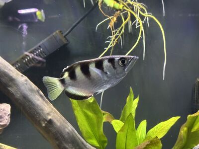 1 bannded archer fish