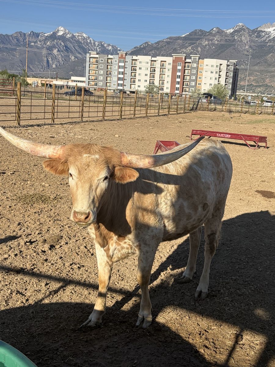 Longhorn cattle
