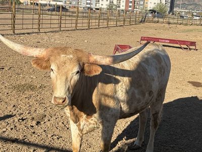 Longhorn cattle