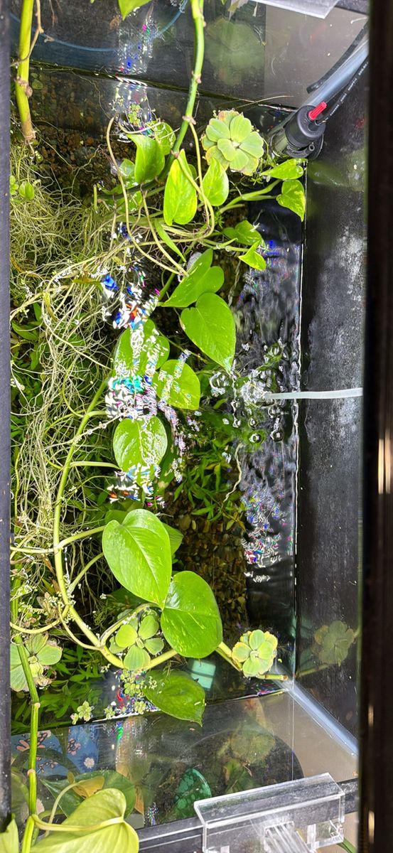 Planted Glass Aquarium Tank with Live Aquatic Plants and Substrate