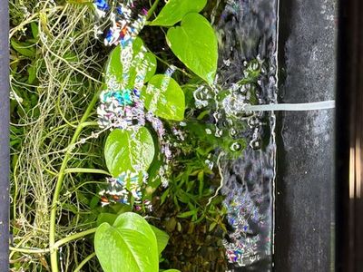 Planted Glass Aquarium Tank with Live Aquatic Plants and Substrate